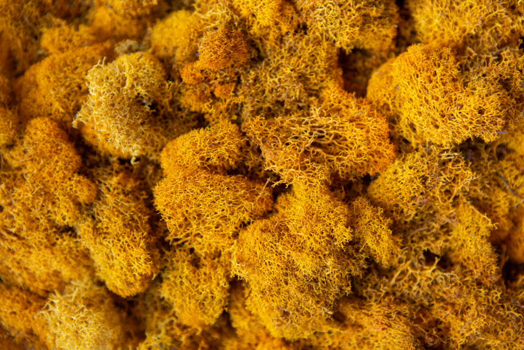 Fuchsia Orange Close up of Preserved Dyed Moss