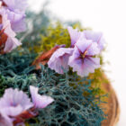 handcrafted mini moss wall art detail